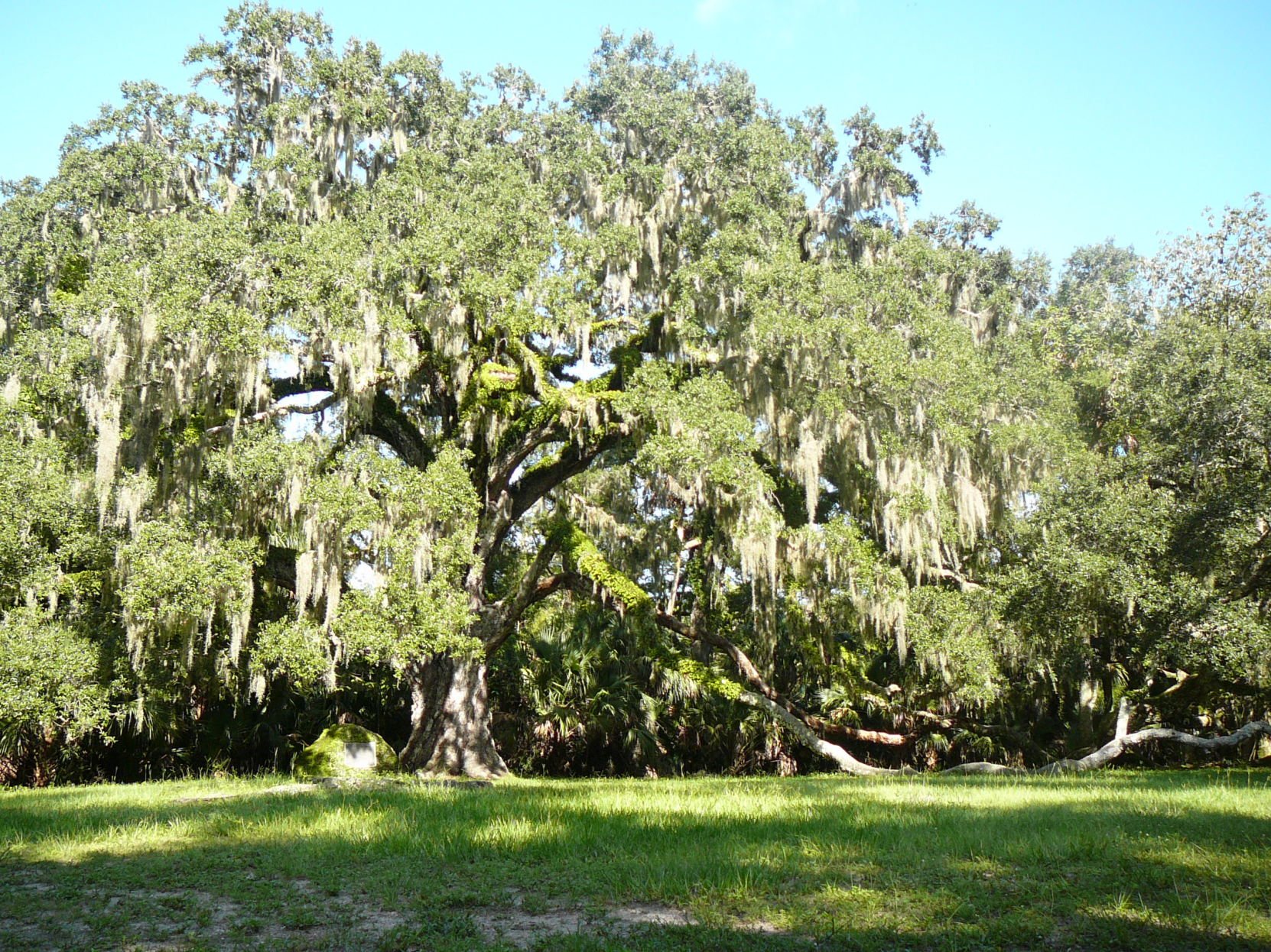 All About Oaks In Florida | Real Estate | Chronicleonline.com