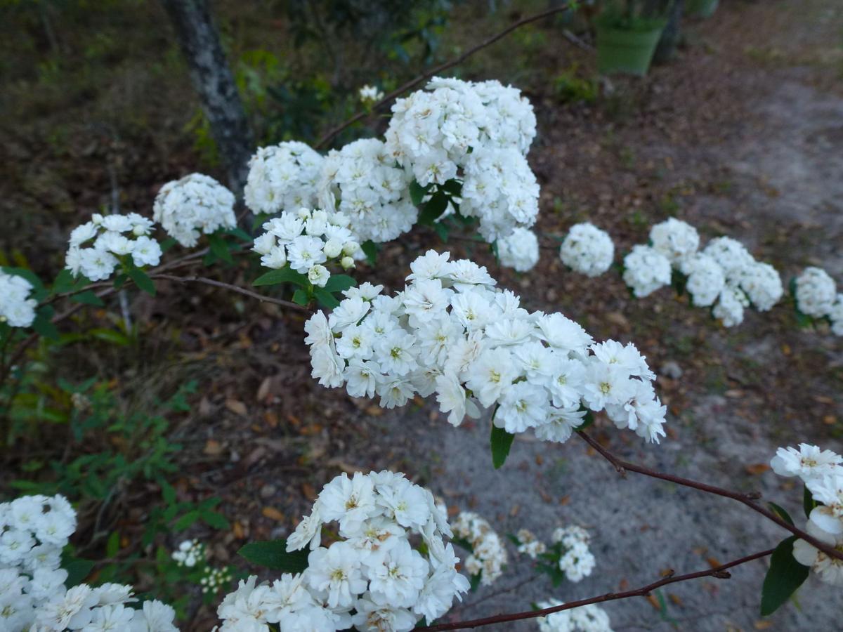 Spring Flowers Real Estate Chronicleonline Com