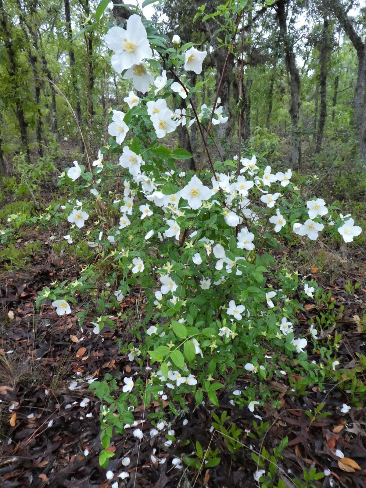 zebra plant yard garden outdoor living on Earth Day Should Be Every Day Home And Outdoor Living Chronicleonline Com