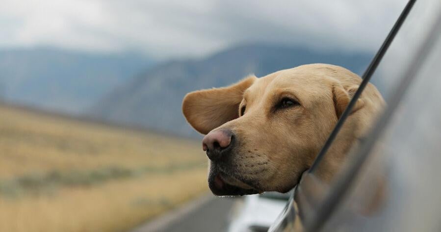 Pet owners prioritize fur family on road trips