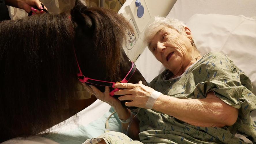 Therapy horses ‘whinny’ over people