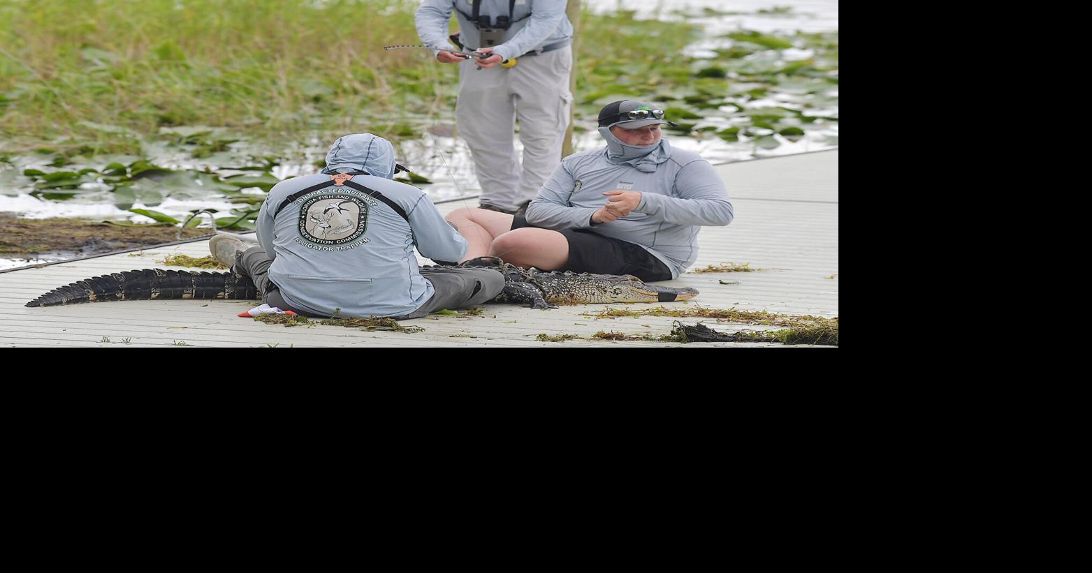 FWC catches alligators following gator attack