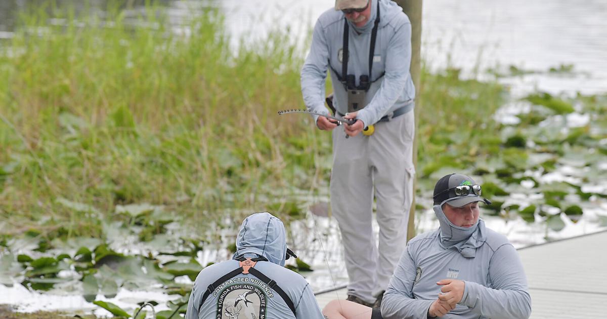 FWC catches alligators following gator attack