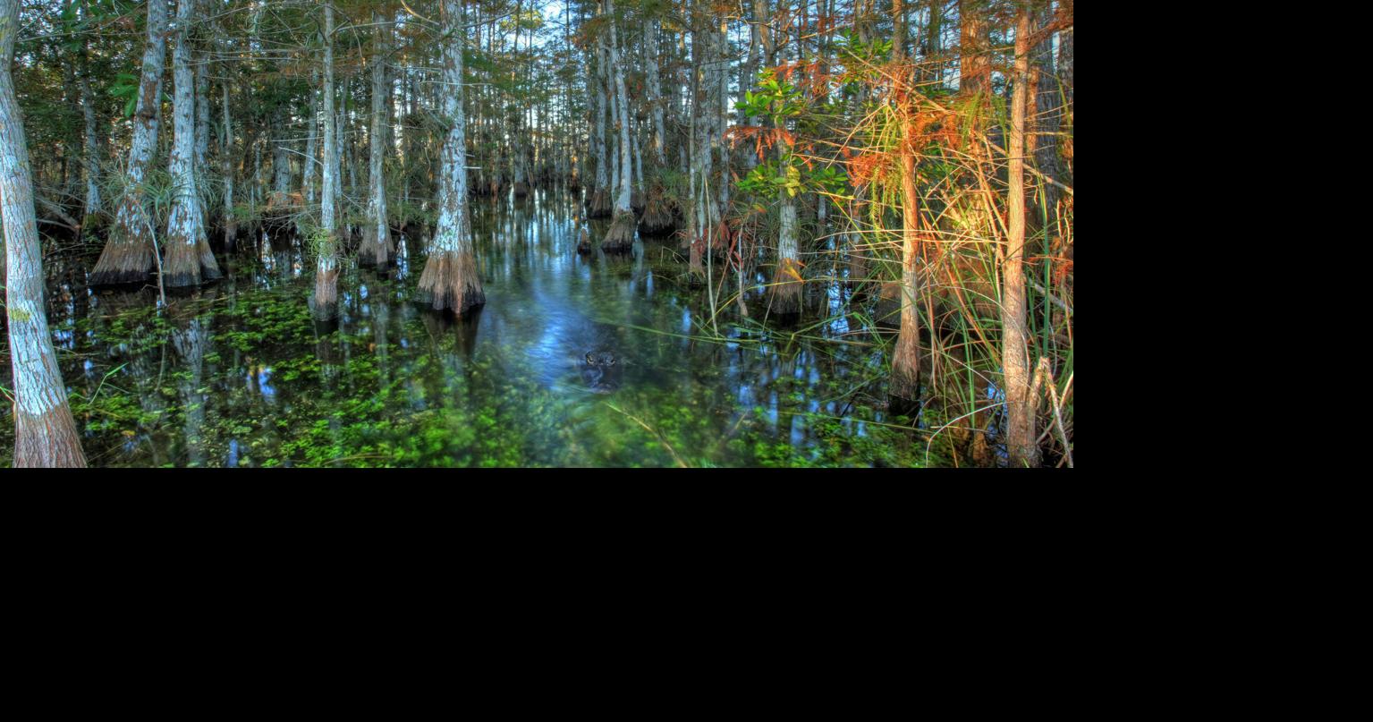 Florida wetlands fight heads back to Congress