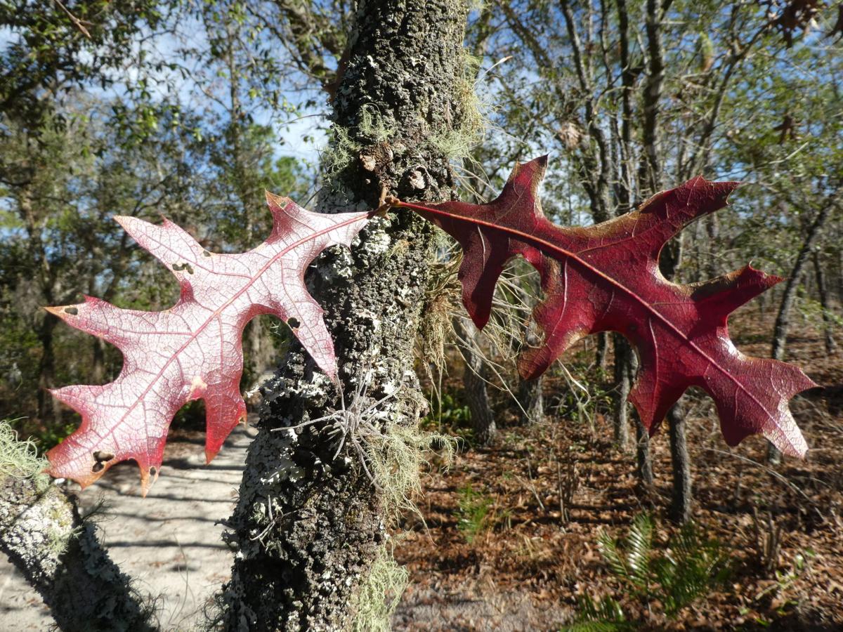 All About Oaks In Florida Real Estate Chronicleonline Com