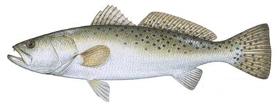 Fwc Seeking Comment On Changes To Spotted Seatrout Fishing Local News Chronicleonline Com