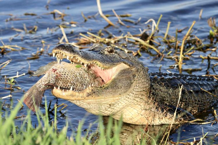 Online Sellers: How to Identify Snake Skin vs Croc vs Gator vs
