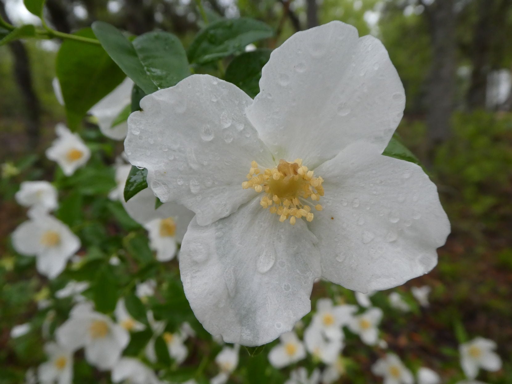 Mock orange, aka English Dogwood | Real Estate | chronicleonline.com