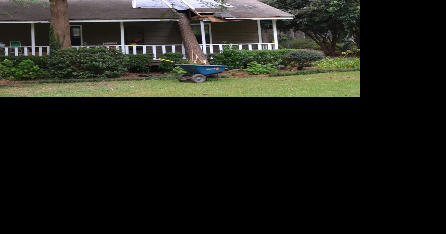 Common Tree Problems | Local News | chronicleonline.com