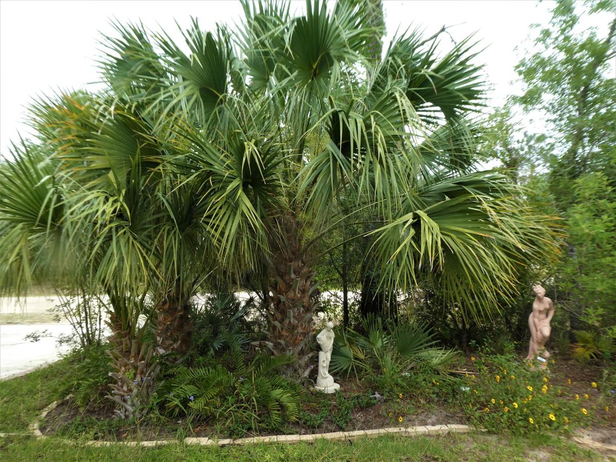 2 Live Rooted Florida Sabal Palmetto Palm Trees - 1 Year Old, 8-12 Inches, Bare Root - Ready For Outdoor Planting
