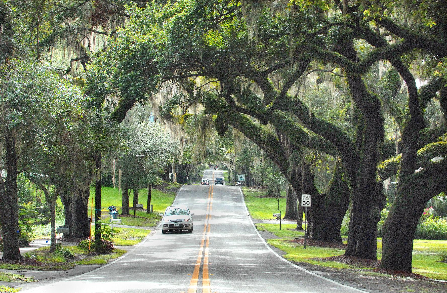 Floral City’s 'Avenue of the Oaks' to get five new replacement trees