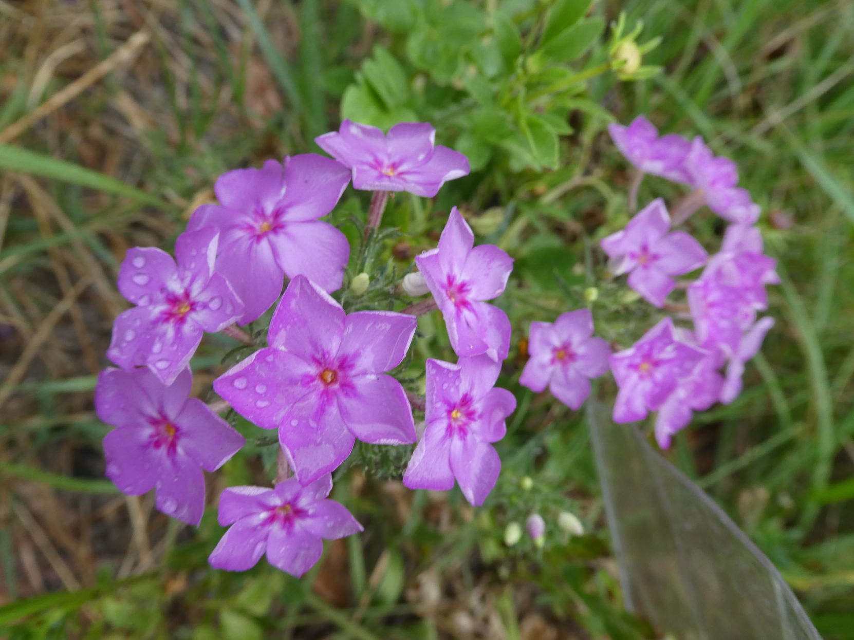 Annual garden Phlox in Florida | Real Estate | chronicleonline.com