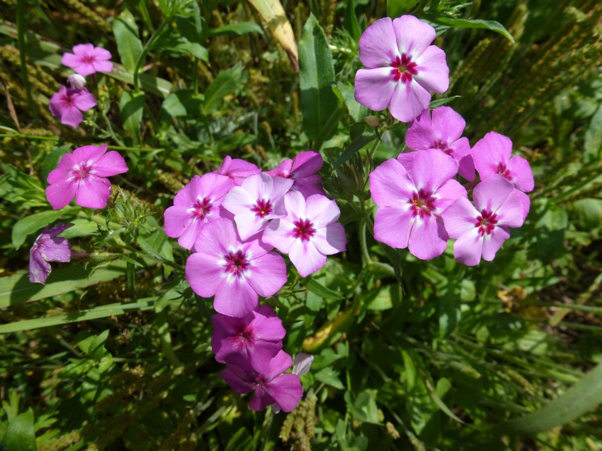 Annual Garden Phlox In Florida Real Estate Chronicleonline Com