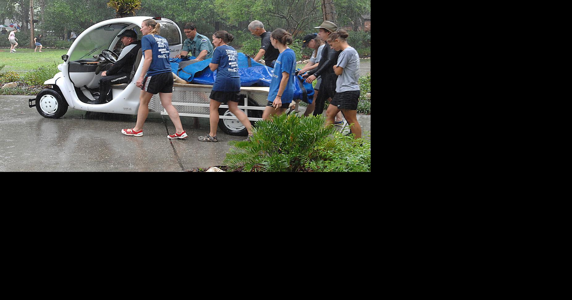 Manatees released back into wild | Local News | chronicleonline.com