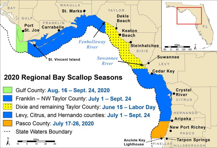 FWC sets scallop season dates for 2020 Local News