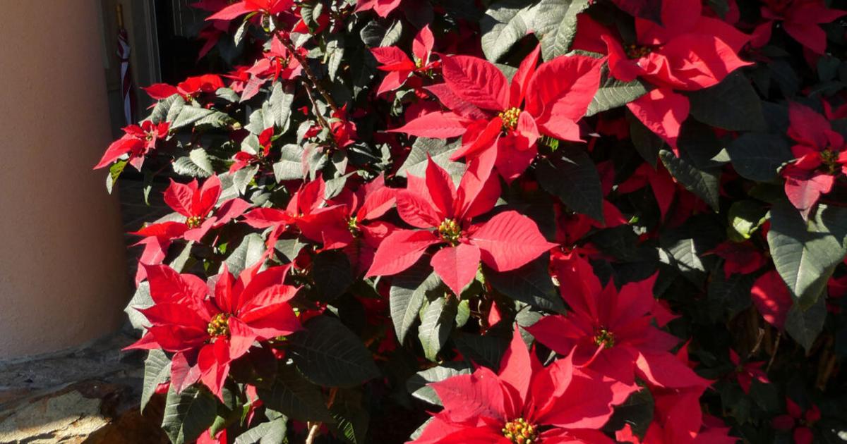 Jane’s Garden: Poinsettias in the home, garden and history | Jane’s Garden: Poinsettias in the home, garden and history |