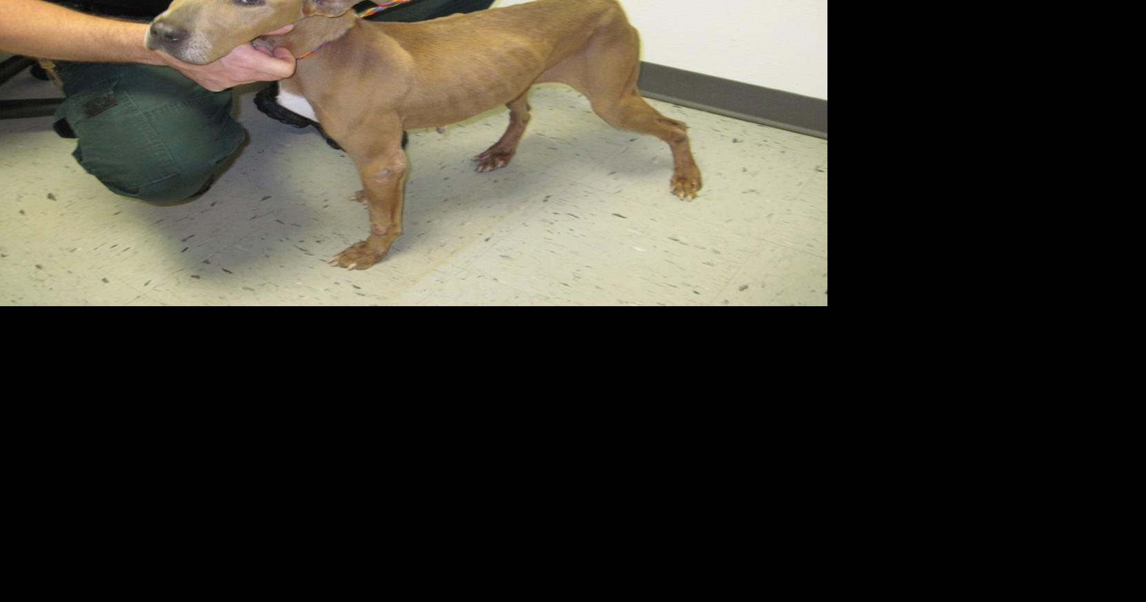 Woman charged with animal cruelty | Local News | chronicleonline.com