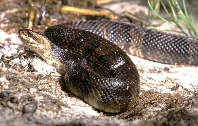 What kind of snake is that? UF/IFAS wildlife series spotlights Florida ...
