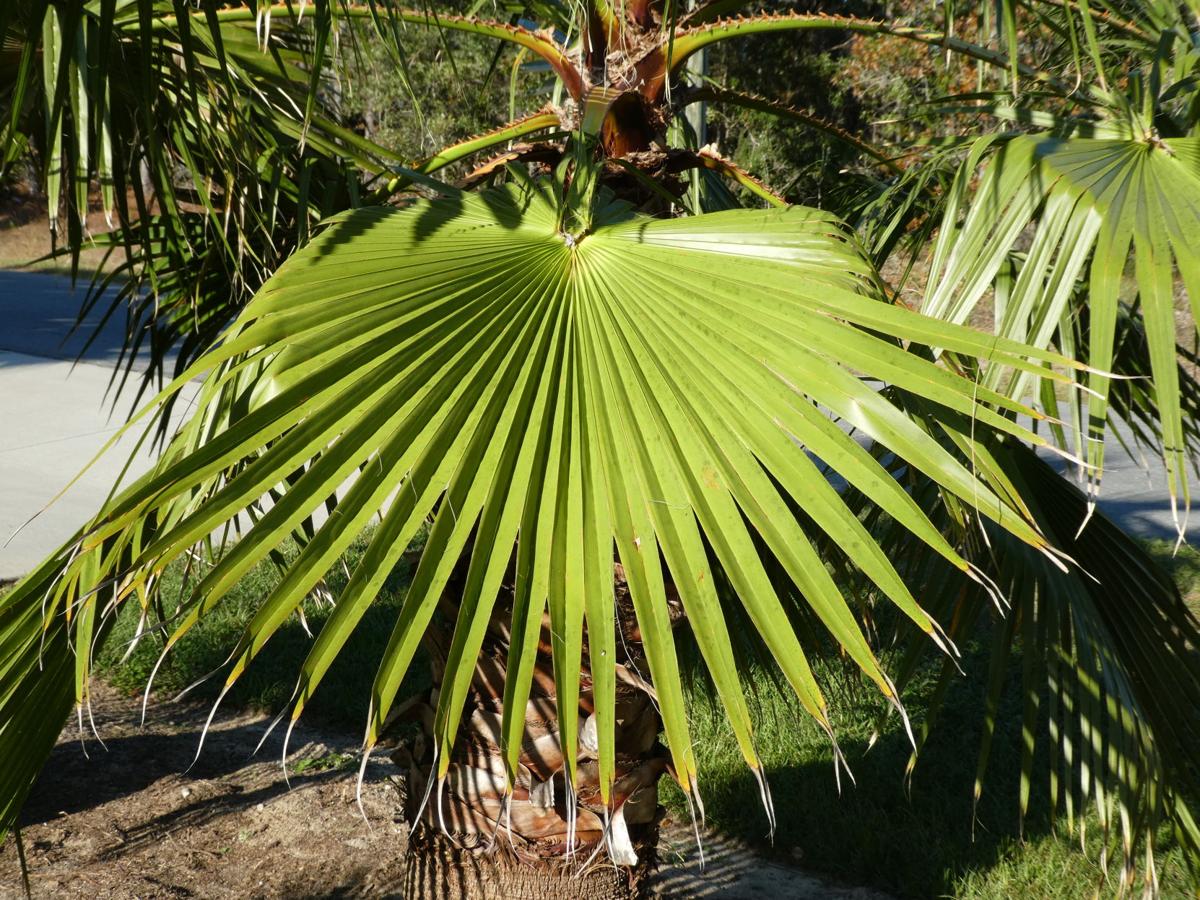 Washington Palms In Florida Real Estate Chronicleonline Com
