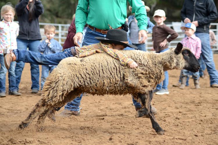 Fat Rodeo Kid Kids rodeo series teaches young riders about life | Local News ...