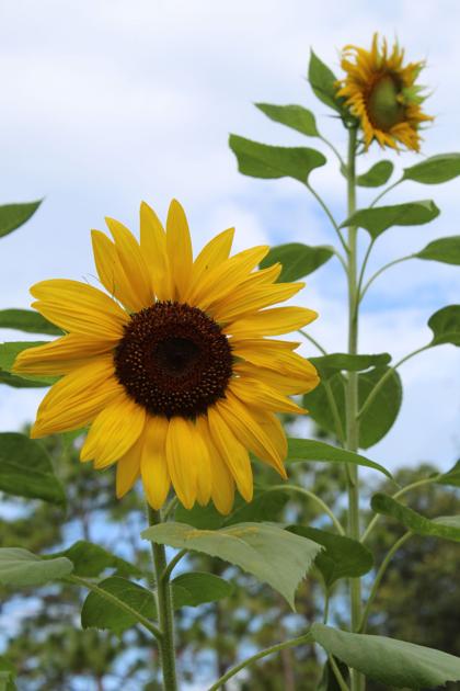 Sunflowers Big Beautiful And Useful Real Estate Chronicleonline Com