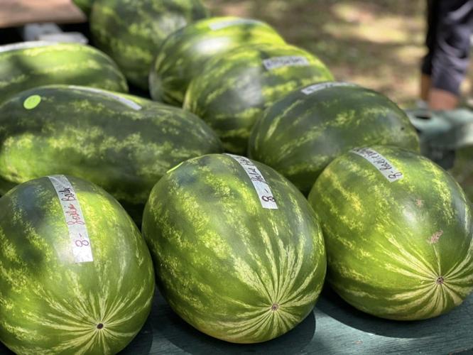 Snapshots from the 69th annual Chiefland Watermelon Festival Local