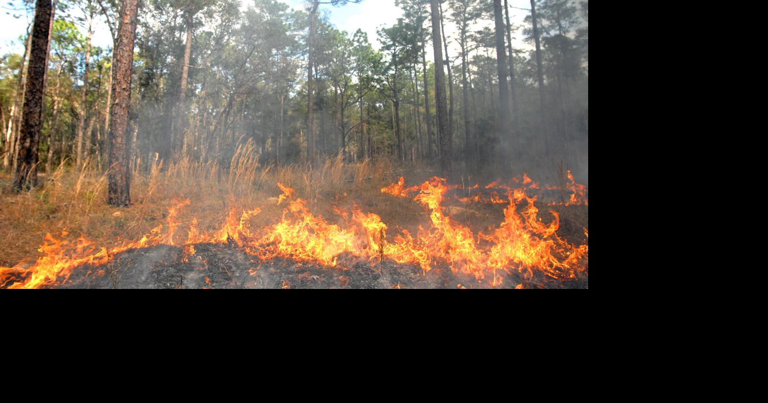 Burn ban in effect for Citrus County Local News