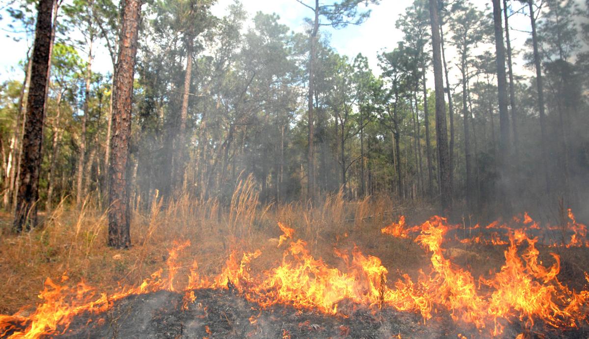 Burn ban in effect for Citrus County | Local News | chronicleonline.com
