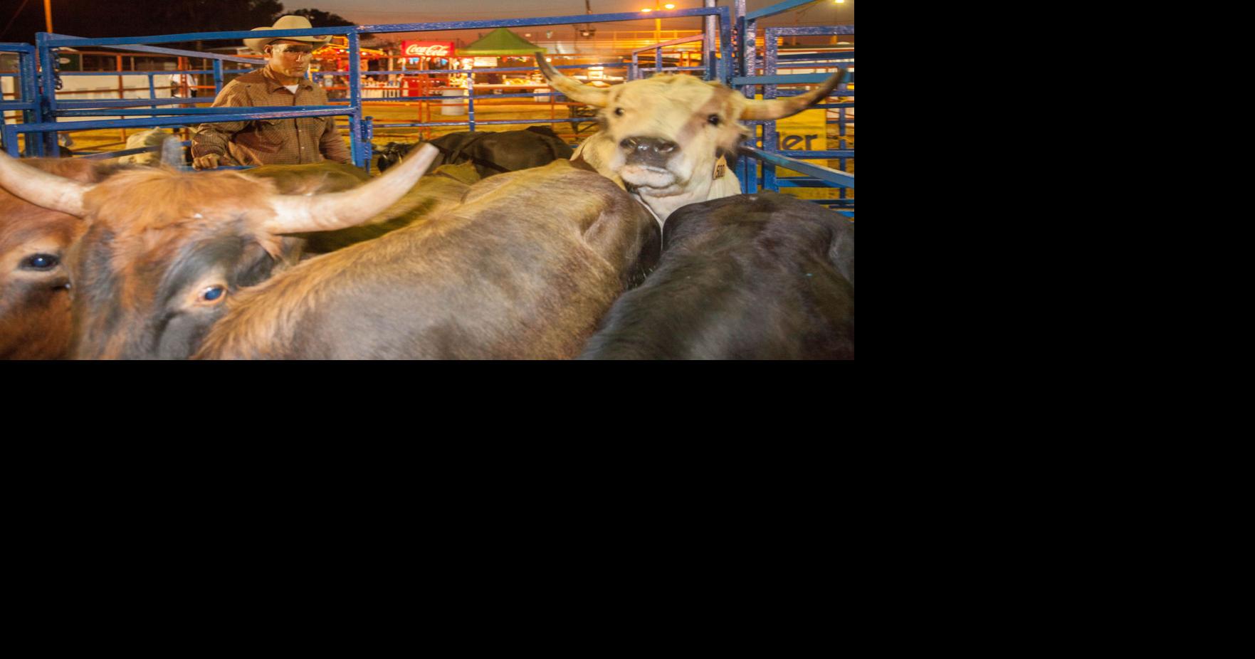 CITRUS STAMPEDE RODEO COMPETITION | Local News | chronicleonline.com