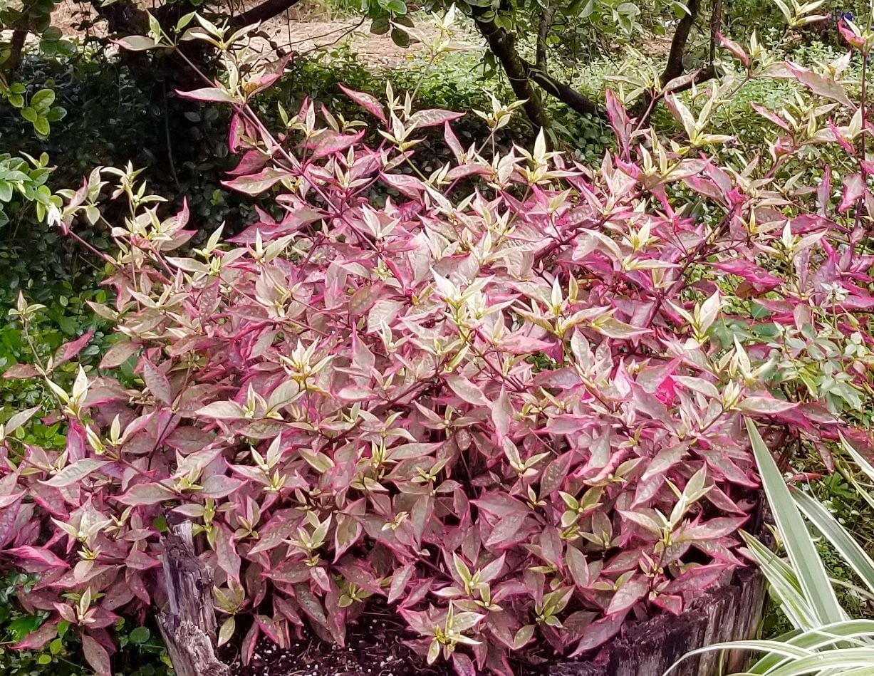 Reader suffers from plant buyer's remorse | Real Estate |  chronicleonline.com