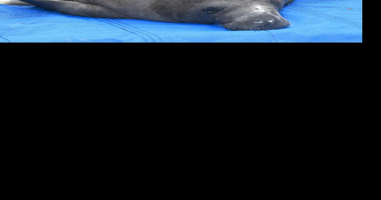 Manatees returned to the wild | Local News | chronicleonline.com