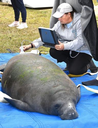 Manatees returned to the wild | Local News | chronicleonline.com