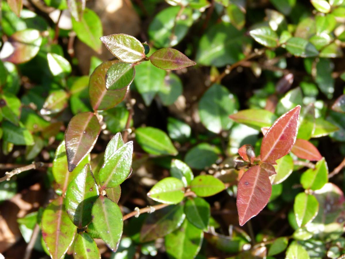 Asian Jasmine An Excellent Ground Cover Real Estate Chronicleonline Com