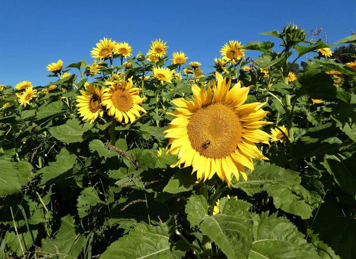 Sunflowers — big, beautiful and useful   Real Estate ...