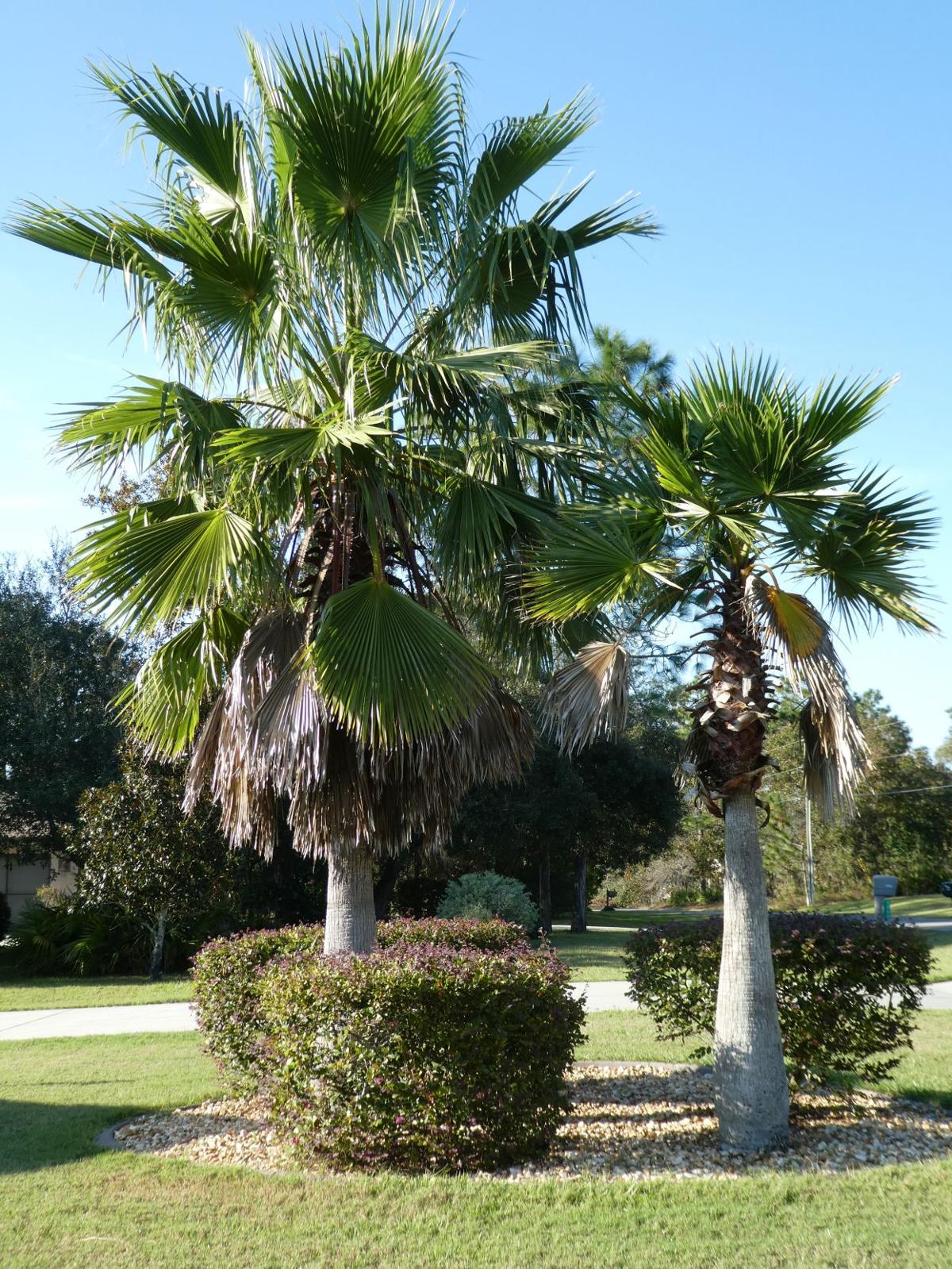 Washington Palms In Florida Real Estate Chronicleonline Com