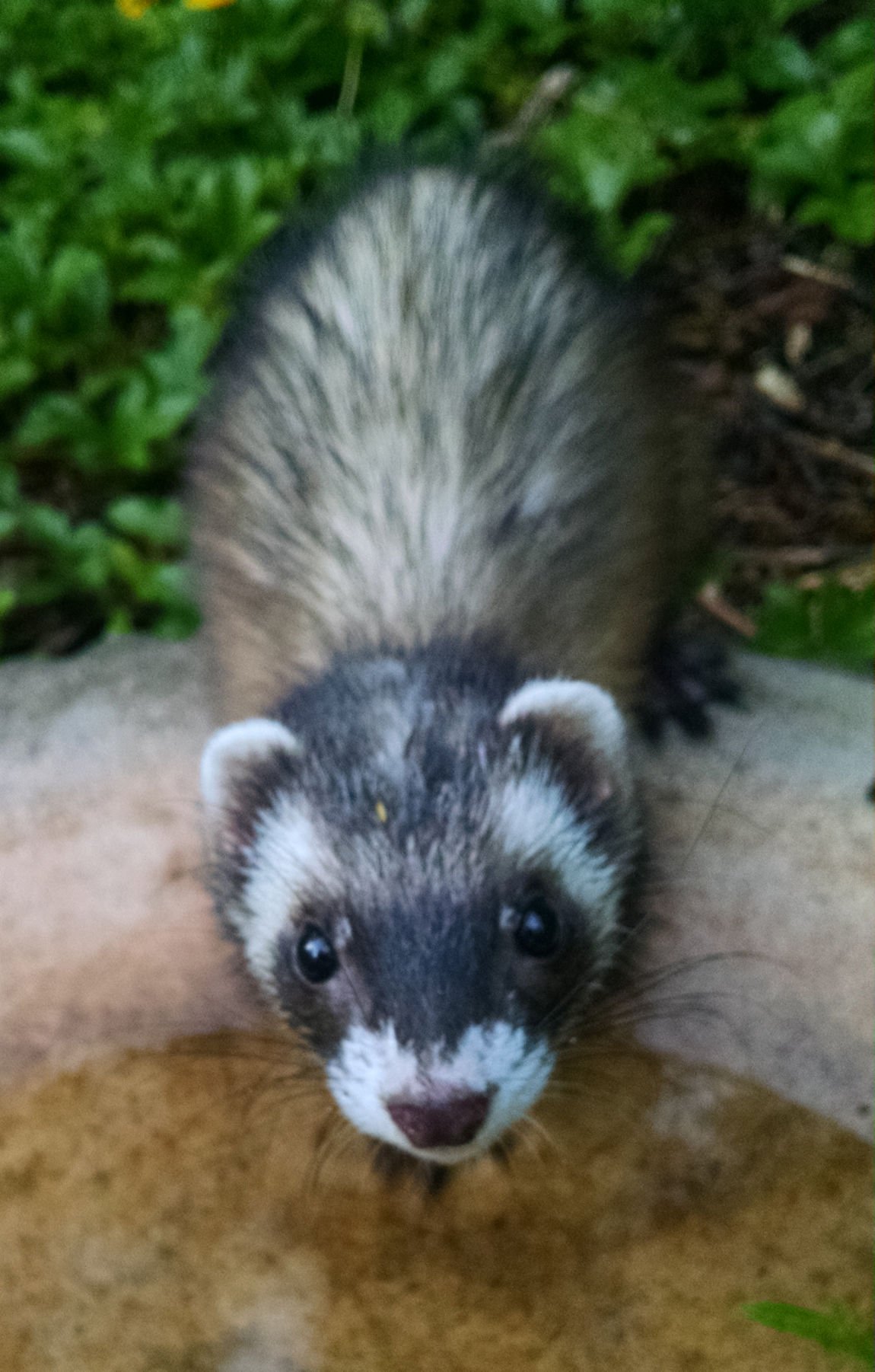 Friendly ferret sales