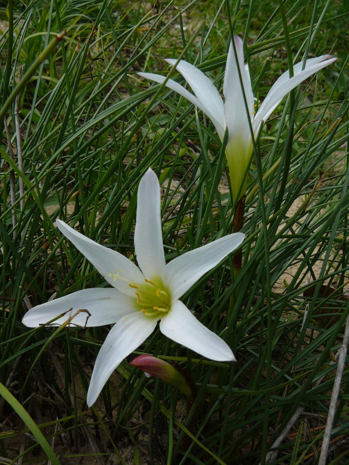 zephyr outdoor living center on Florida S Native Lilies Home And Outdoor Living Chronicleonline Com