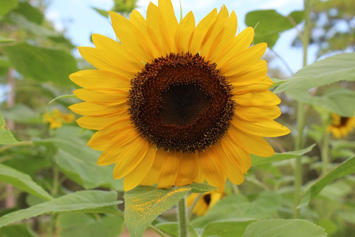 Sunflowers Big Beautiful And Useful Real Estate Chronicleonline Com