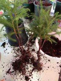 Jane S Garden Norfolk Island Pine Is An Araucaria Species Lifestyle Chronicleonline Com