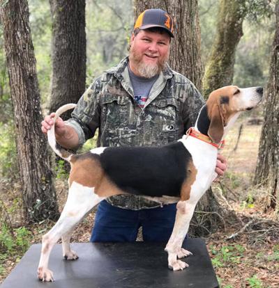 Coon Hunting With Hounds Community Sports Chronicleonline Com