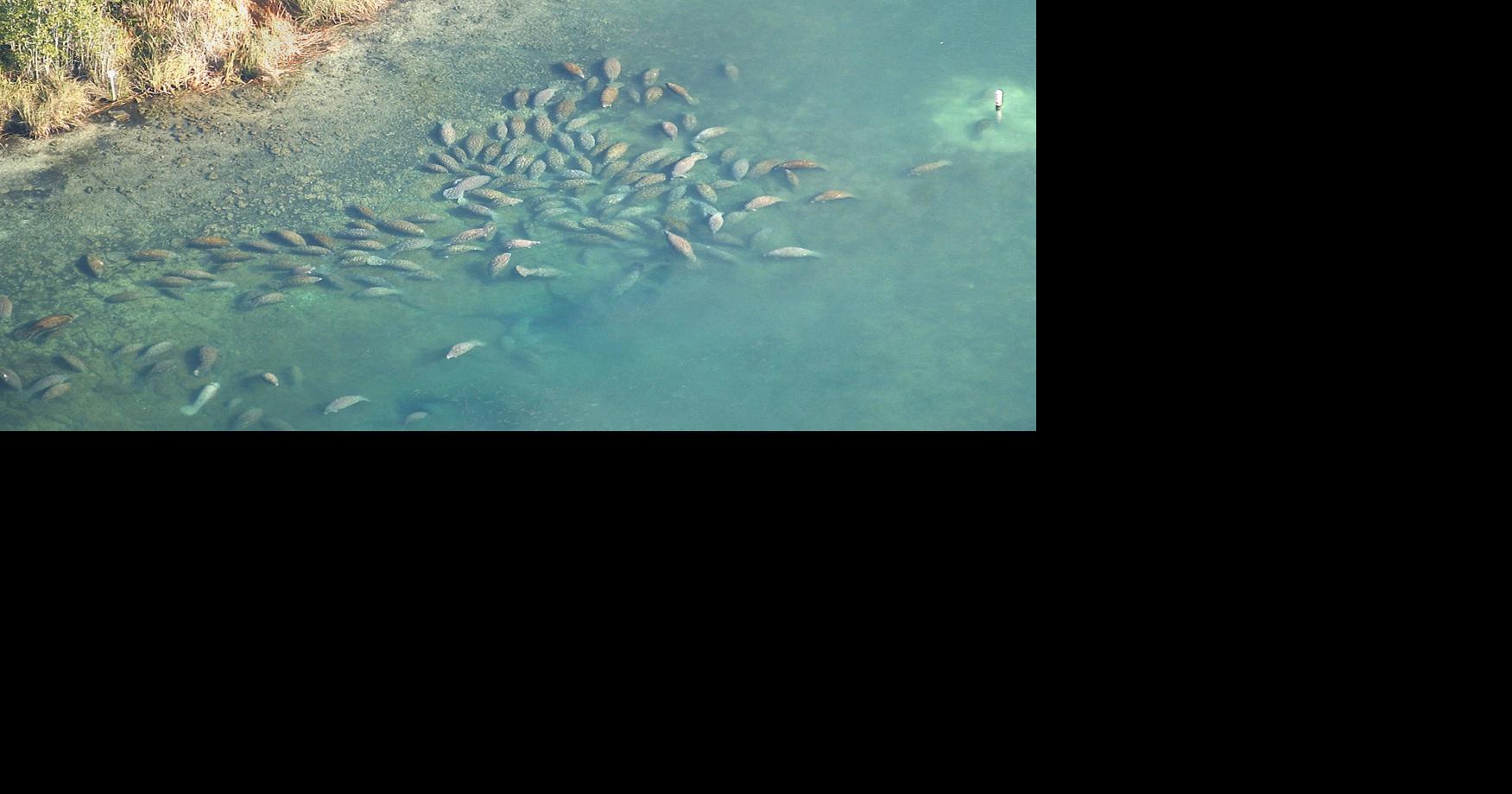 Manatee deaths set record Local News