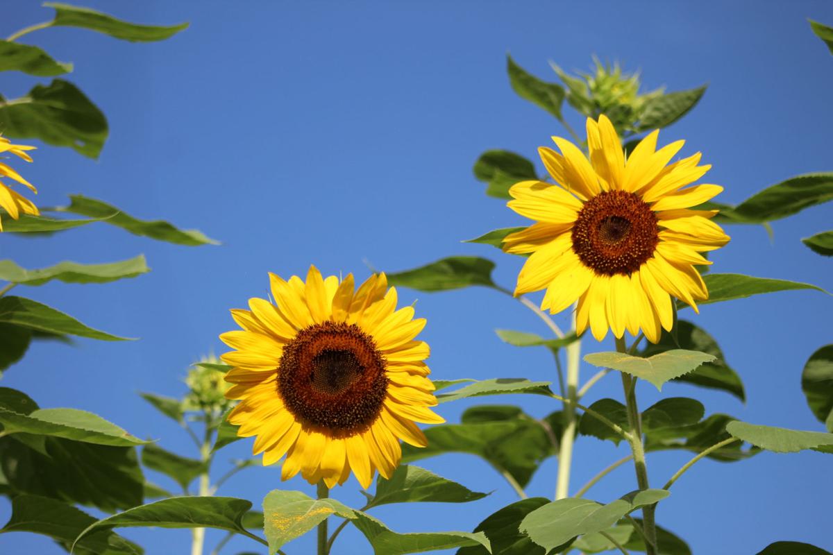 Sunflowers Big Beautiful And Useful Real Estate Chronicleonline Com
