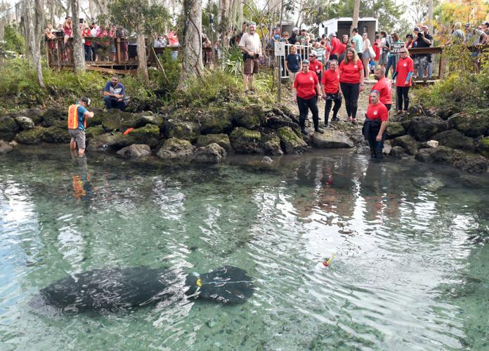 Local manatee released into wild | Local News | chronicleonline.com
