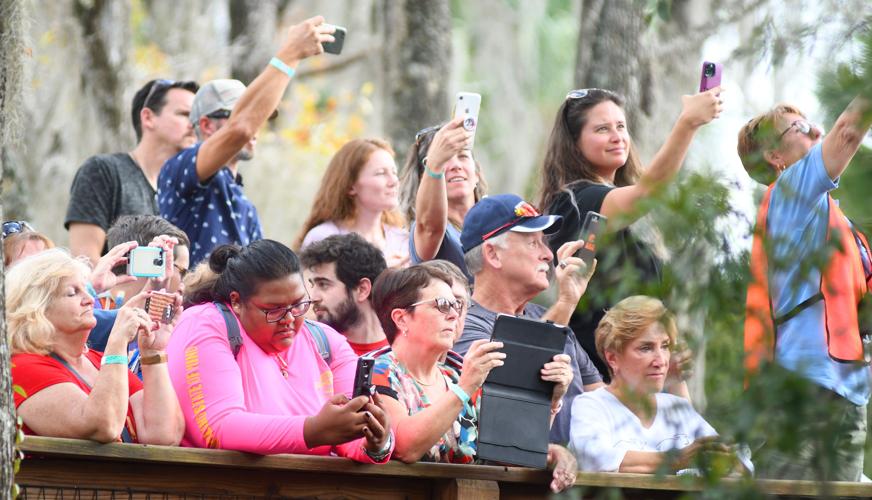 Local manatee released into wild | Local News | chronicleonline.com