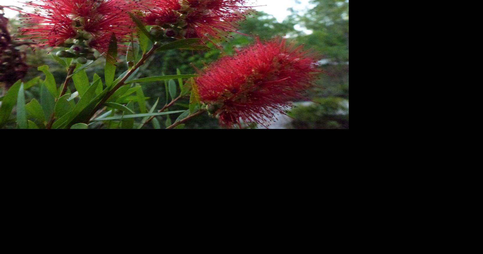 How To Grow And Care For Bottlebrush