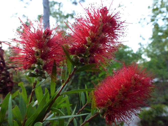Narrow Bottle Brush with Tip