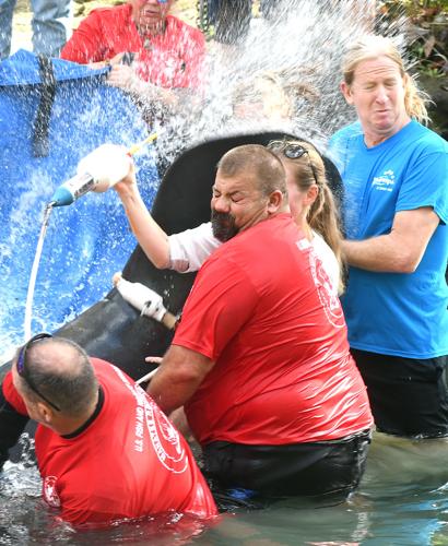 Local manatee released into wild | Local News | chronicleonline.com