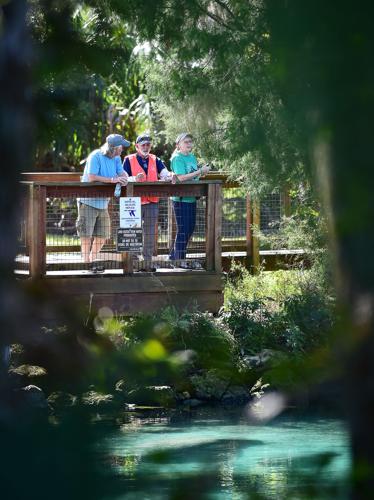 Five manatees released into the wild | Local News | chronicleonline.com