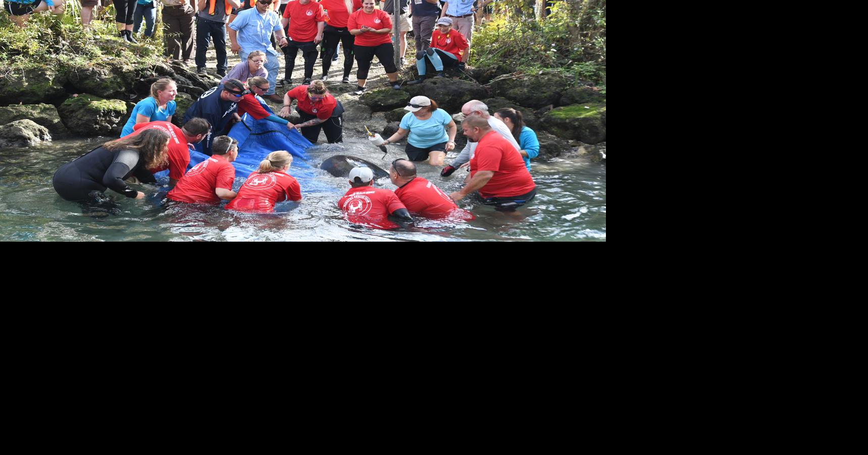Local manatee released into wild | Local News | chronicleonline.com