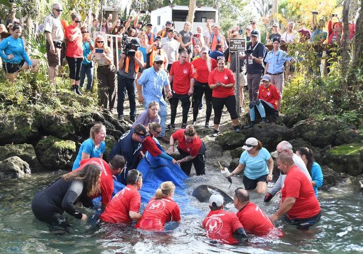 Local manatee released into wild | Local News | chronicleonline.com